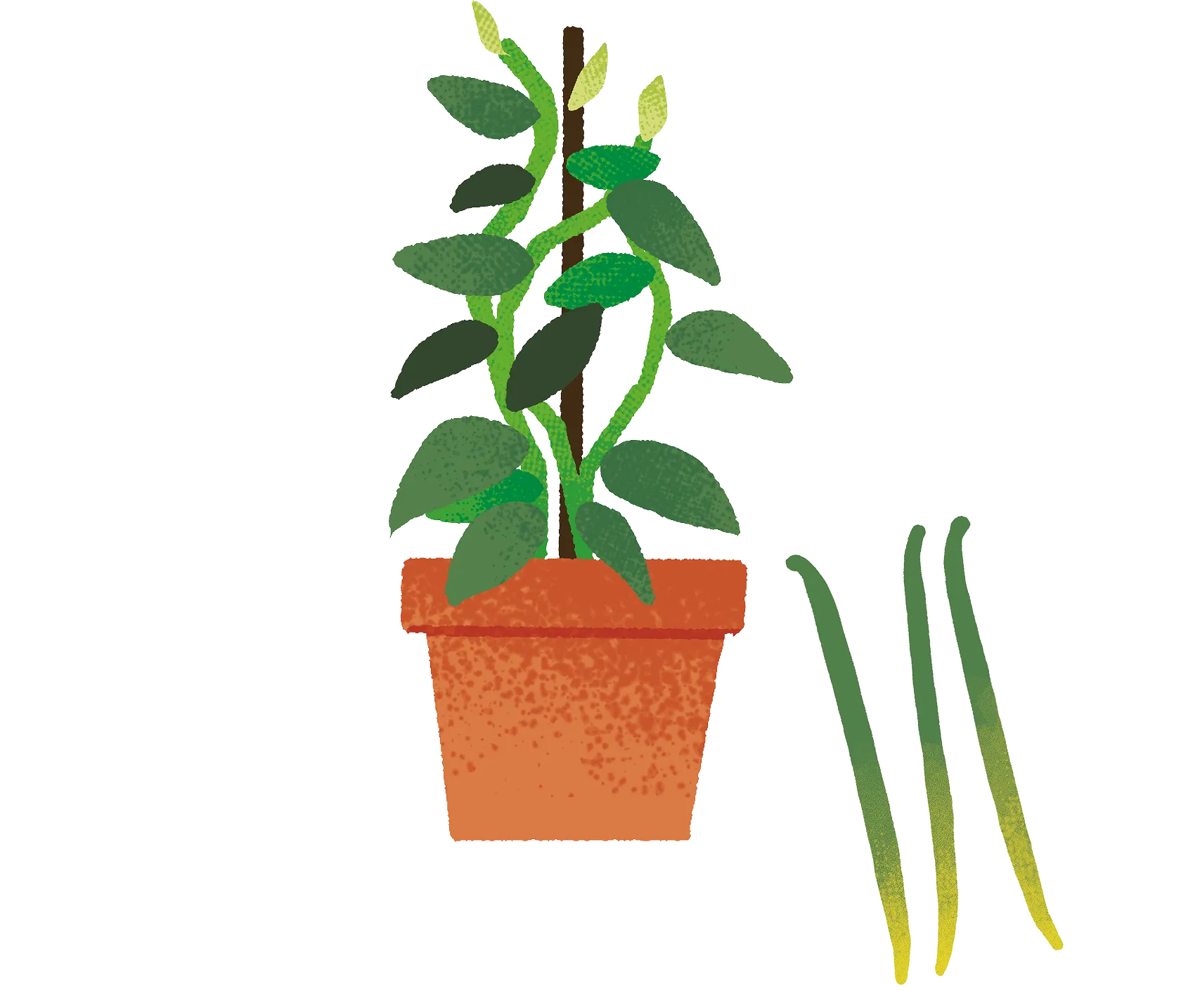 香りを生むランの植物